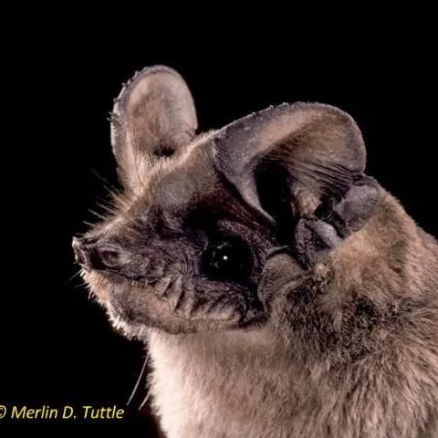 thumbnail for publication: Florida's Bats: Brazilian Free-tailed Bat